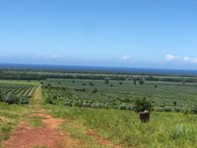 Satılık daire arsa Vipingo Ridge yanında