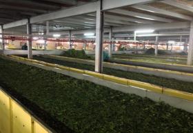 Kericho'da büyük ölçekli çay çiftliği