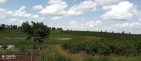 Muranga County, Thika'da satılık 475 dönümlük kahve çiftliği