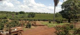 Muranga County, Thika'da satılık 475 dönümlük kahve çiftliği