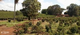 Muranga County, Thika'da satılık 475 dönümlük kahve çiftliği