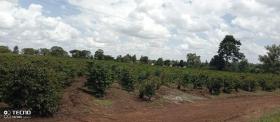 Muranga County, Thika'da satılık 475 dönümlük kahve çiftliği