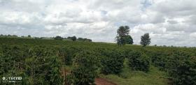 Muranga County, Thika'da satılık 475 dönümlük kahve çiftliği