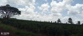 Muranga County, Thika'da satılık 475 dönümlük kahve çiftliği