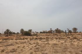 Rüya ada Djerba'da deniz manzaralı arsa