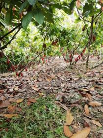 Dağlardan çıkan şelalelerin bulunduğu 71 hektarlık çiftlik