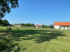 Balaton Gölü'nde at çiftliği