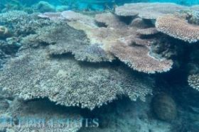 Yaklaşık 4 hektarlık birinci sınıf tropik ada sahili