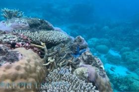 Küresel Markalar İçin İkonik Çok Adalı Geliştirme Fırsatı