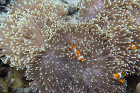 Küresel Markalar İçin İkonik Çok Adalı Geliştirme Fırsatı