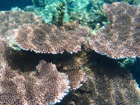 Palmiyelerle kaplı özel plaj önü, imarlı geliştirme - yüksek manzaralar ve üstün mercanlar