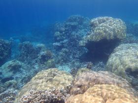 Palmiyelerle kaplı özel plaj önü, imarlı geliştirme - yüksek manzaralar ve üstün mercanlar