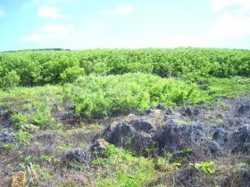 Tinian Adası, CNMI deniz manzaralı arazi