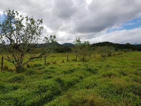 10 acre tarım arazisi satılık - otel inşa etmek mümkün