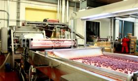 Satılık dondurulmuş meyveler, meyveler ve sebzelerin üretimi için fabrika
